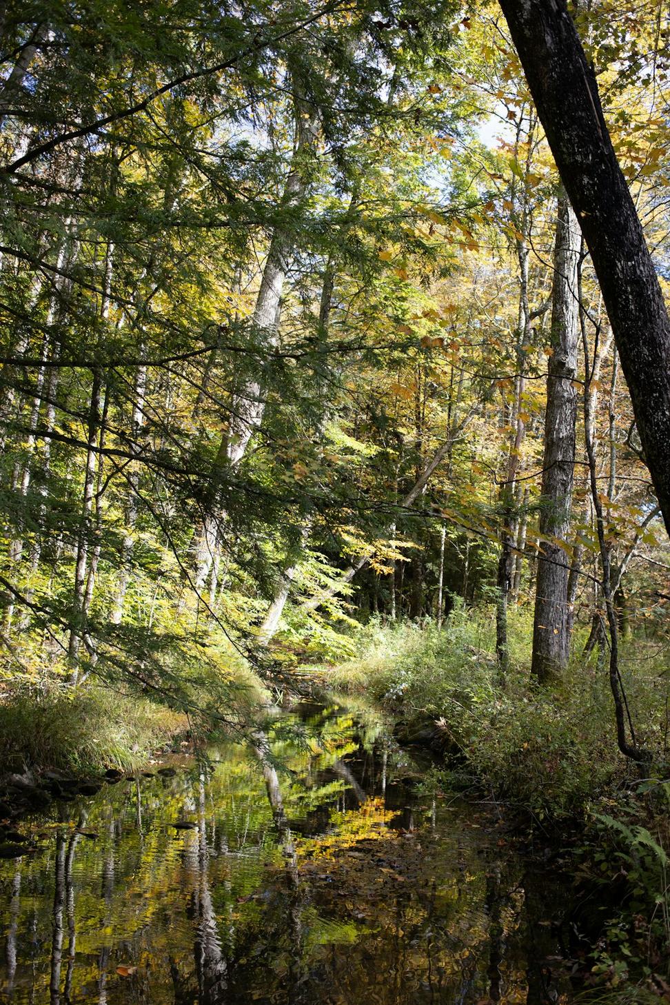 Forest bathing experience