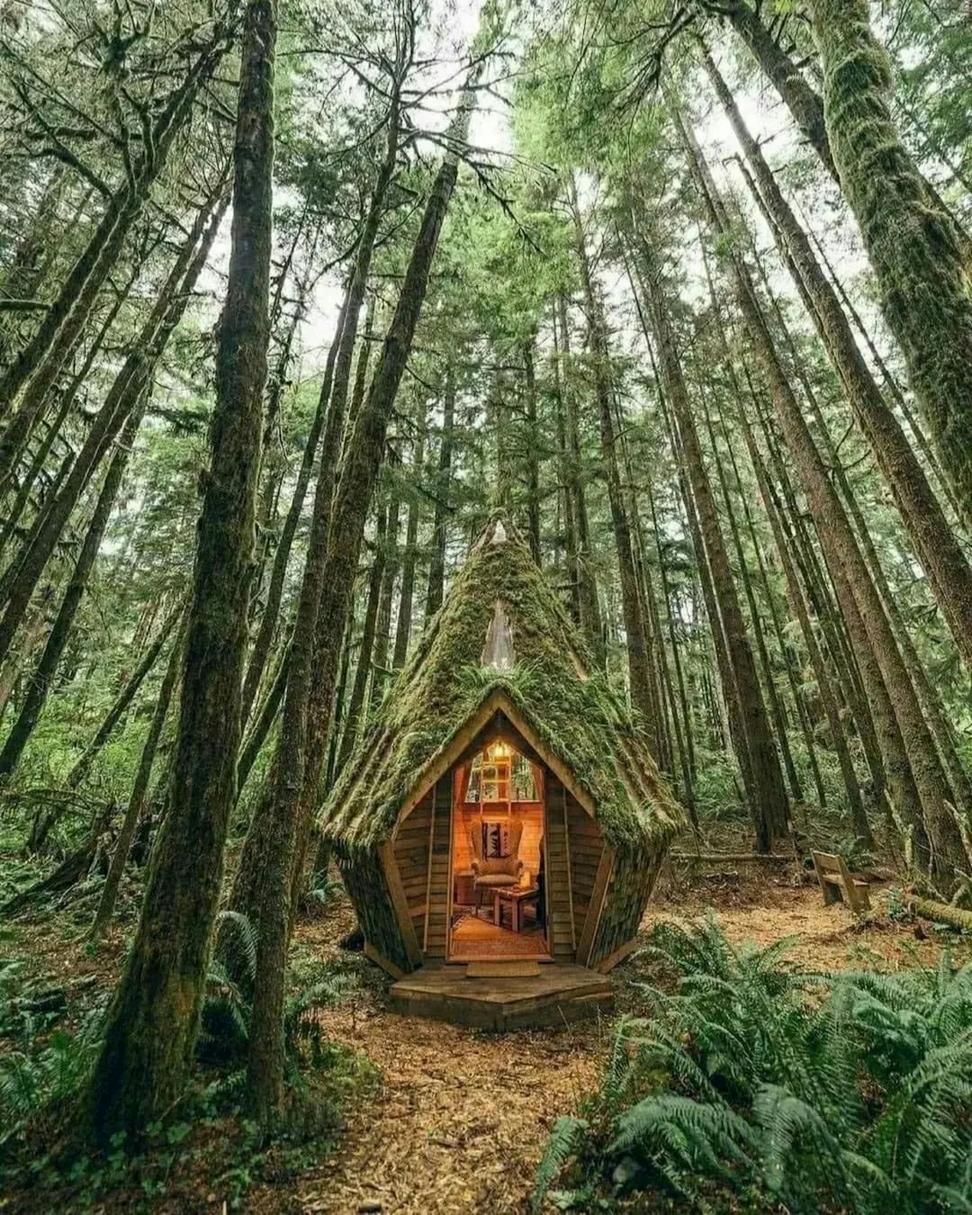Forest accommodations